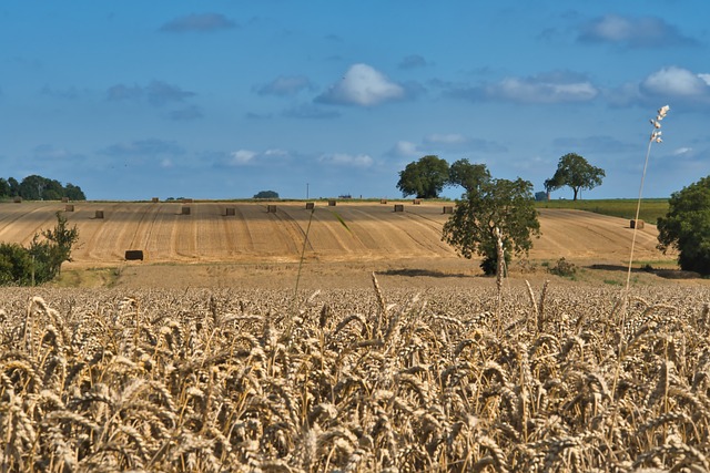 Crop Farming Guide